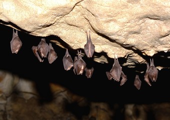 Greater horseshoe bat( Rhinolophus ferrumequinum)