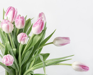 Bouquet with pink  tulips in vase