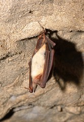 Greater mouse-eared bat ( Myotis myotis)