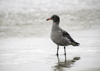 Heermann's gull (Larus heermanni), Refugio State Beach, near Goleta, CA, USA.