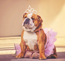a cute bulldog dressed up in a pink tutu and a princess tiara crown