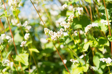 flowering buckwheat field
