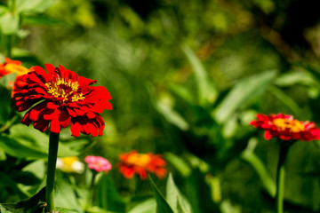 Zinnias Blooming in the Garden