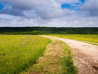 Field with wild flowers in the summer