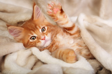 Beautiful red solid maine coon kitten covered in warm blanket an