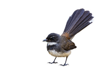 Malaysian Pied Fantail(Rhipidura javanica), bird isolated standing with white background.