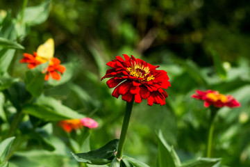 Zinnias Blooming in the Garden