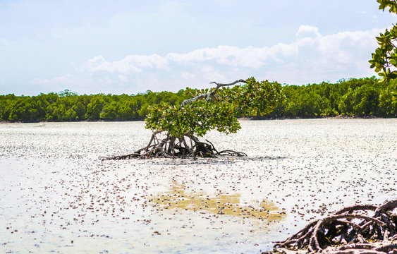 Mangroves. Mida Creek. Watamu, Kenya.