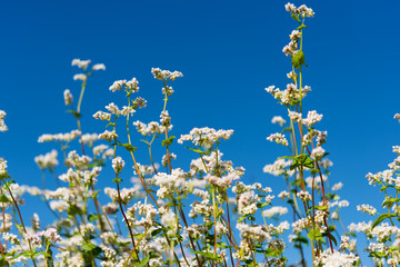 flowering buckwheat field