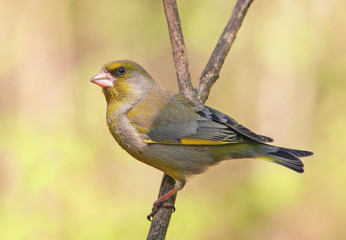 Obraz premium bird sitting on tree branch in early spring