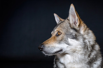 Wolfdog isolated on black background