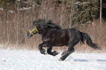 Fototapeta na wymiar Nice big horse running