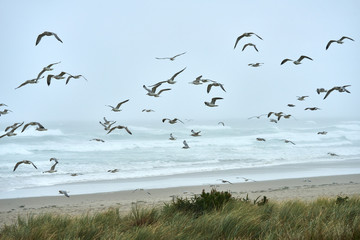 A flock of seagulls flying near ocean Oregon coast in a rainy cloudy day.