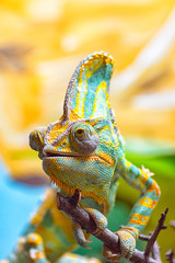 The colorful Chameleon runs slowly on a branch II
