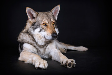 Wolfdog isolated on black background