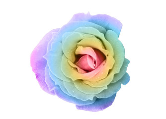 Rose in Regenbogenfarben, freigestellt auf weißem Hintergrund, Aufsicht