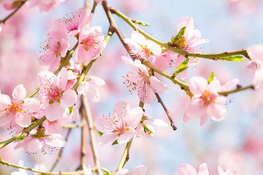Spring blossom background, peach tree flower on a beautiful day