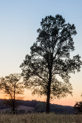 Fototapeta na wymiar Trees in Field at Sunset