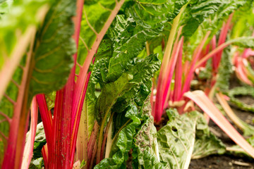 Row of Pink Swiss Chard