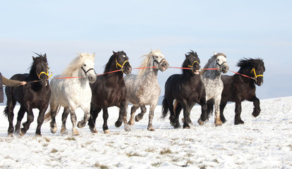 Seven big imposing horses running