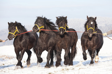 Four big imposing horses running