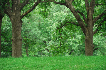 Fototapeta premium trees in the green forest in spring