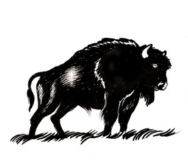 Bison in prairie © berdsigns