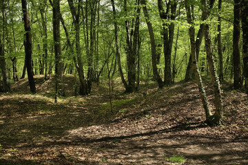 Forest near Vozrozhdenie village and Gelendzhik town. Krasnodar Krai. Russia