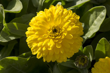 yellow flower with green leafs background