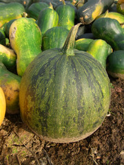 Green pumpkin