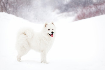 white Samoyed dog on the snow background.