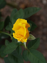 Yellow Rose