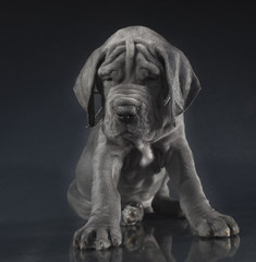Fototapeta na wymiar Wrinkled purebred Great Dane puppy