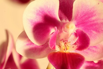 Obraz na płótnie Canvas einzelne Blüte der Orchideen