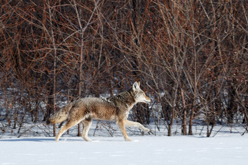 Fototapeta na wymiar Coyote hunting in the snow