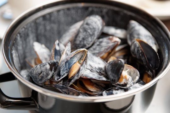Mussels cooked with creamy sauce in pot