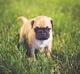 Fototapeta premium a cute baby pug chihuahua mix puppy playing in the grassy clove