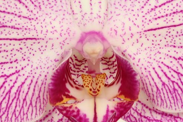 Feinheit der Orchideenblüte