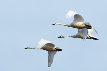 Tundra swan migration