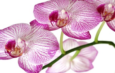 Zauber der Orchidee