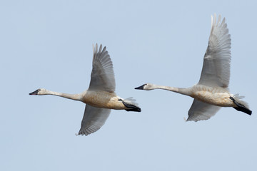 Tundra swan migration