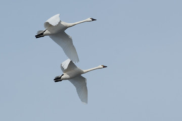 Tundra swan migration