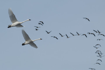 Tundra swan migration