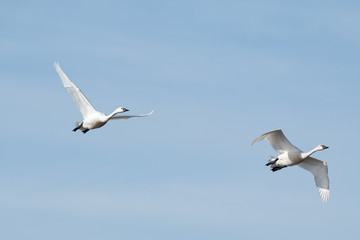 Obraz premium Tundra swan migration