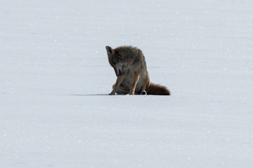 Coyote sitting on the snow