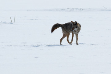 Fototapeta na wymiar Coyote walking on the snow