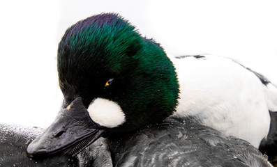 Goldeneye 