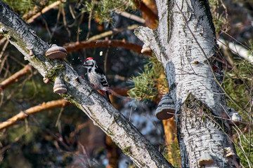 Woodpecker sitting on the birch.