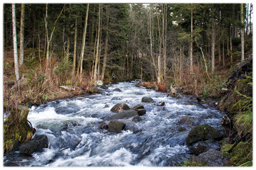 Rivière en forêt