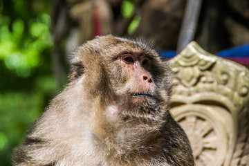 thailand monkey